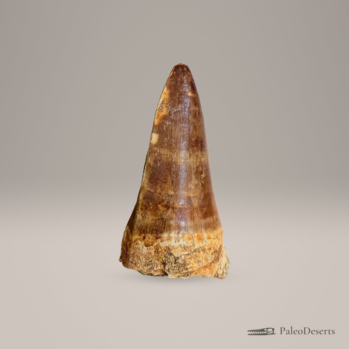 Prognathodon Mosasaur Tooth Fossil – 2.4 in (6.0 cm), Morocco – Specimen M-43 – view 3