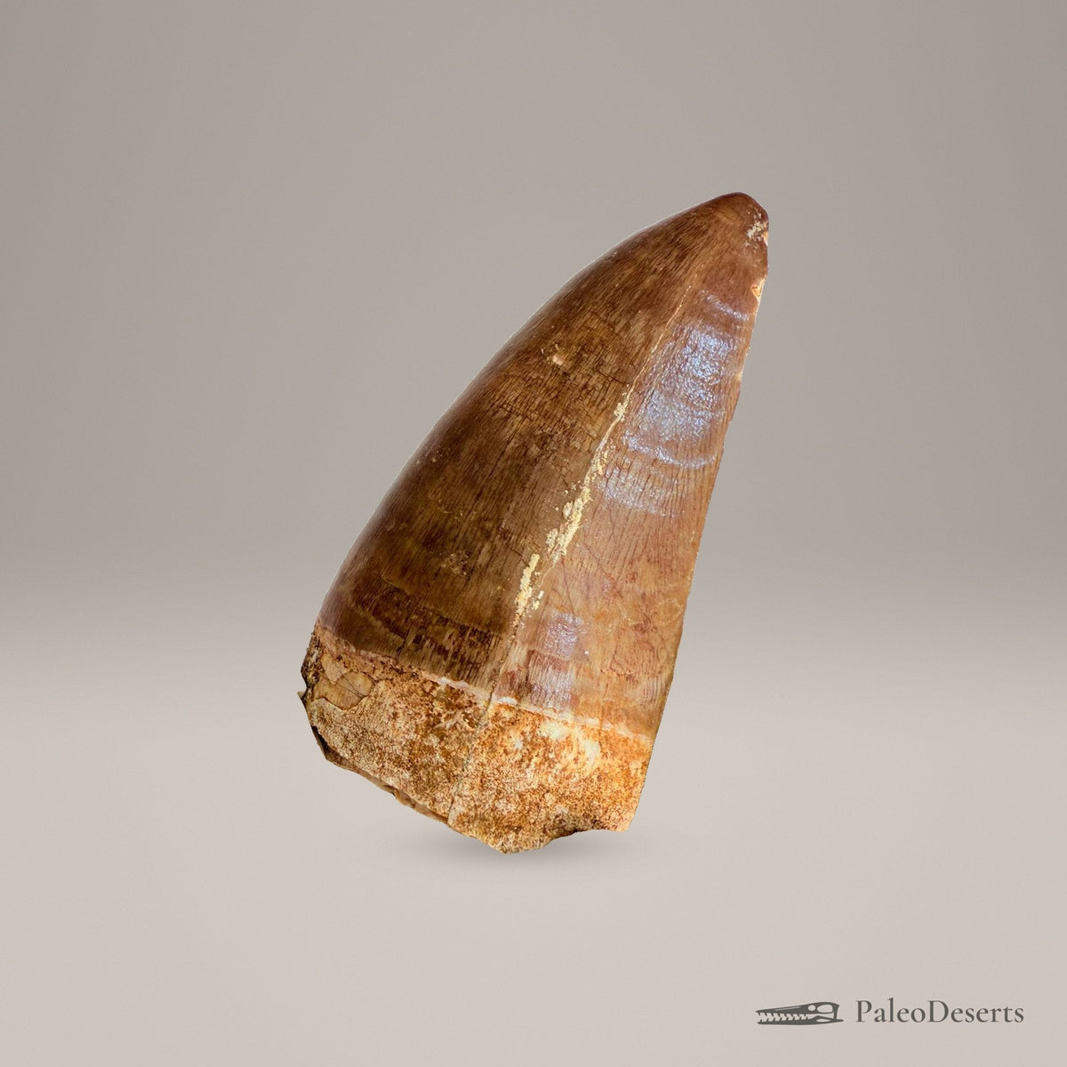 Prognathodon Mosasaur Tooth Fossil – 2.4 in (6.0 cm), Morocco – Specimen M-43 – view 4