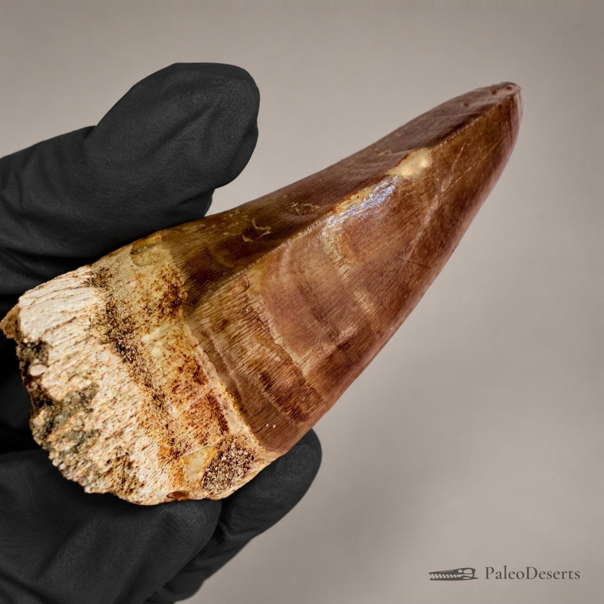 Prognathodon Mosasaur Tooth Fossil – 2.4 in (6.0 cm), Morocco – Specimen M-43 - PaleoDeserts