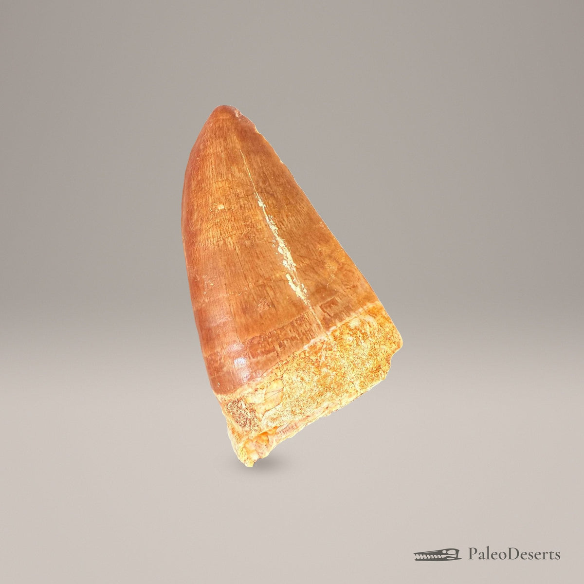 Prognathodon Mosasaur Tooth Fossil – 2.4 in (6.0 cm), Morocco – Specimen M-43 – view 7