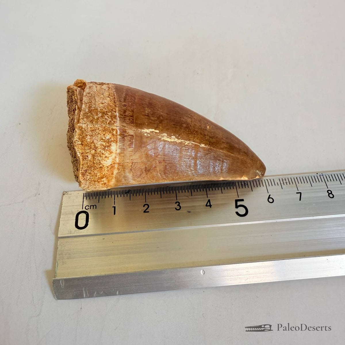 Prognathodon Mosasaur Tooth Fossil – 2.4 in (6.0 cm), Morocco – Specimen M-43 – view 8