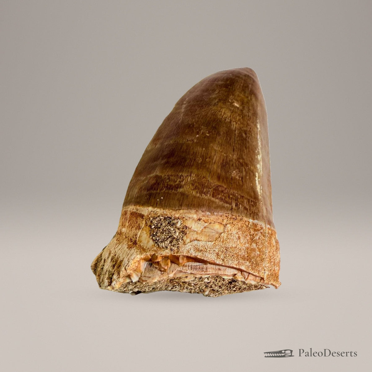 Prognathodon Mosasaur Tooth Fossil – 2.4 in (6.0 cm), Morocco – Specimen M-43 – view 6