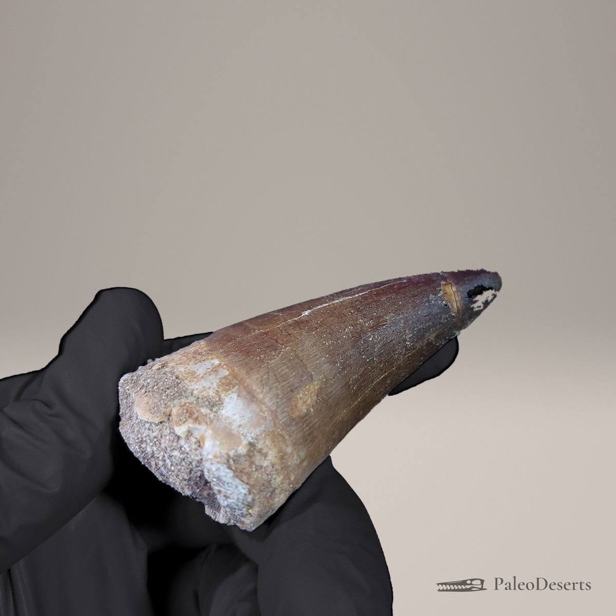 Prognathodon Mosasaur Tooth Fossil – 2.4 in (6.1 cm), Morocco – view 6