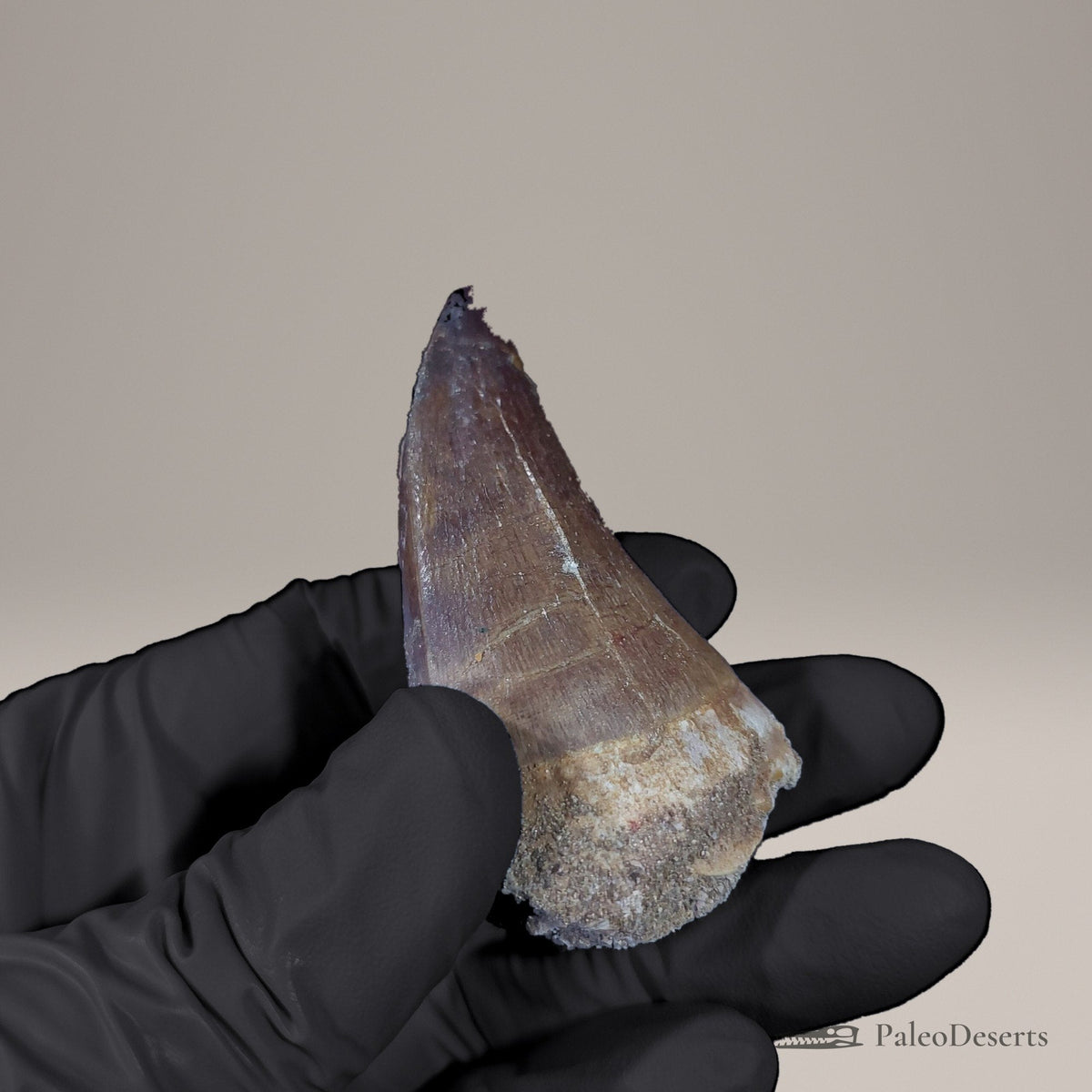 Prognathodon Mosasaur Tooth Fossil – 2.4 in (6.1 cm), Morocco – view 7