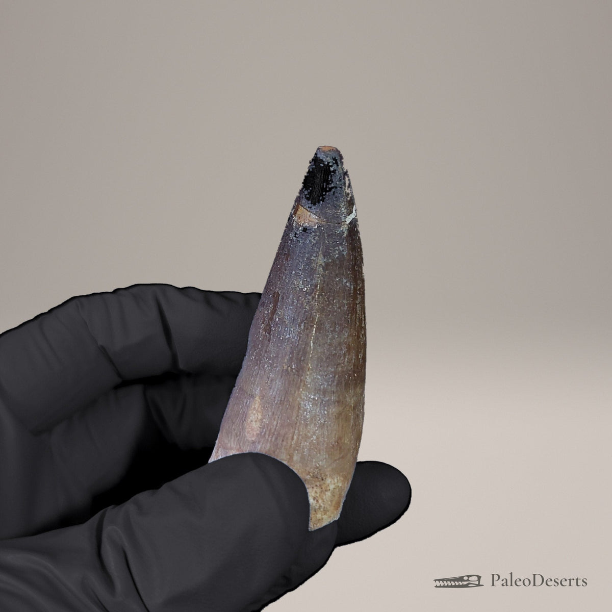 Prognathodon Mosasaur Tooth Fossil – 2.4 in (6.1 cm), Morocco – view 4