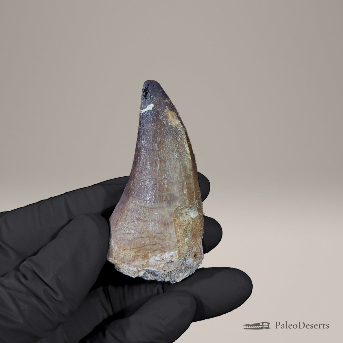 Prognathodon Mosasaur Tooth Fossil – 2.4 in (6.1 cm), Morocco – view 3
