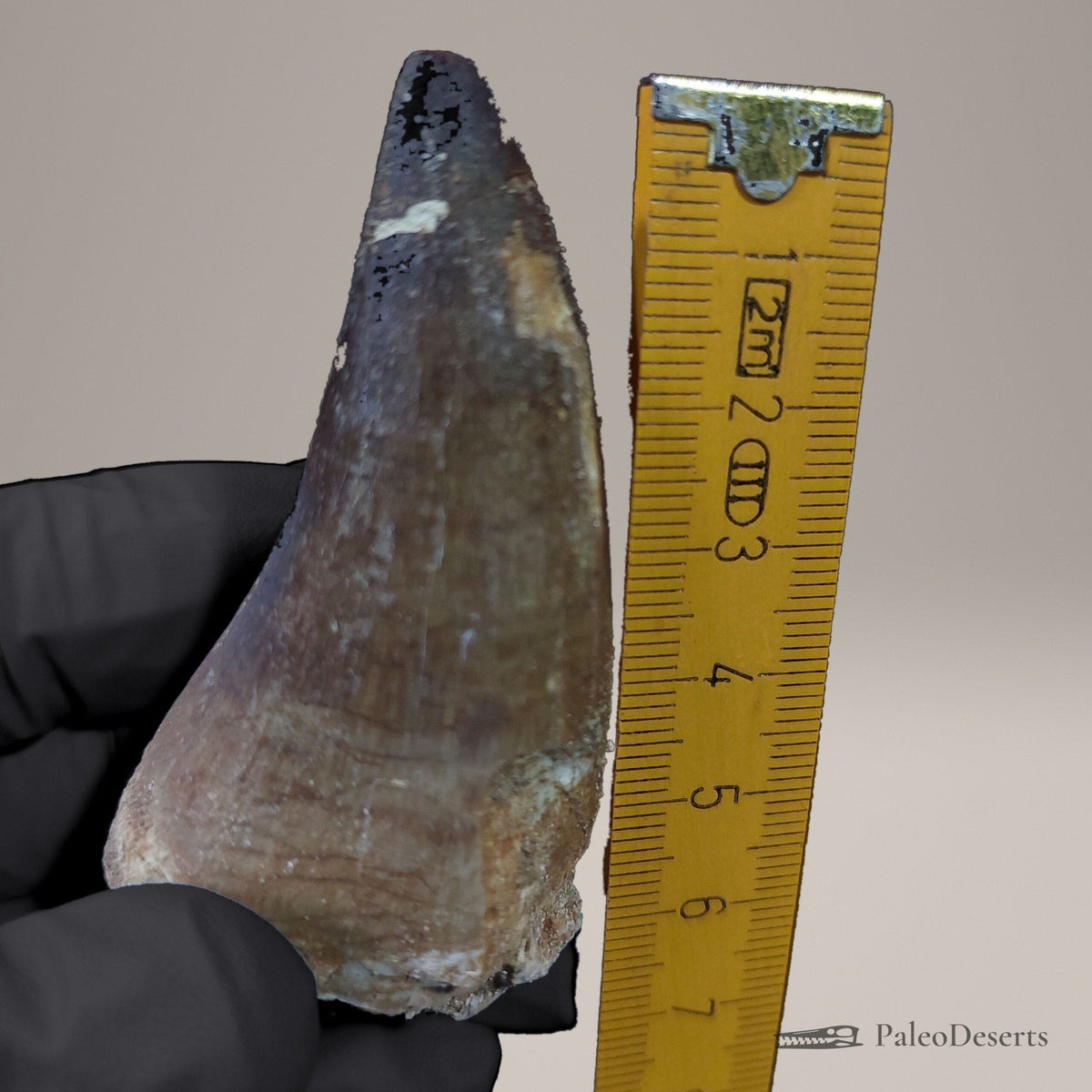 Prognathodon Mosasaur Tooth Fossil – 2.4 in (6.1 cm), Morocco – view 8