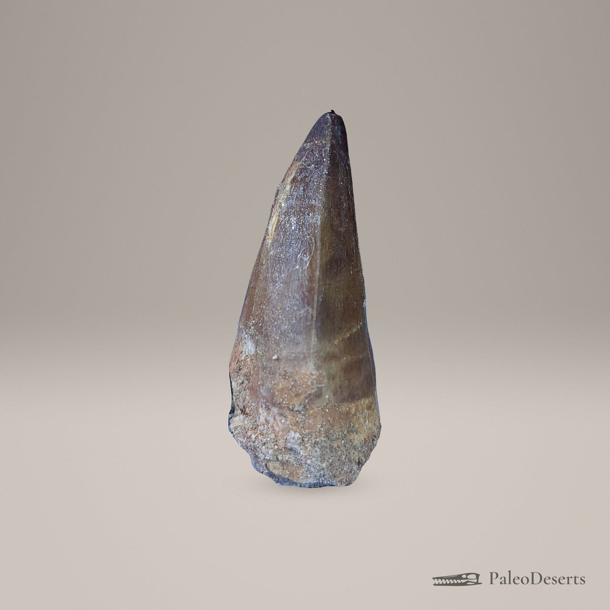 Prognathodon Mosasaur Tooth Fossil – 2.4 in (6.1 cm), Morocco – view 2