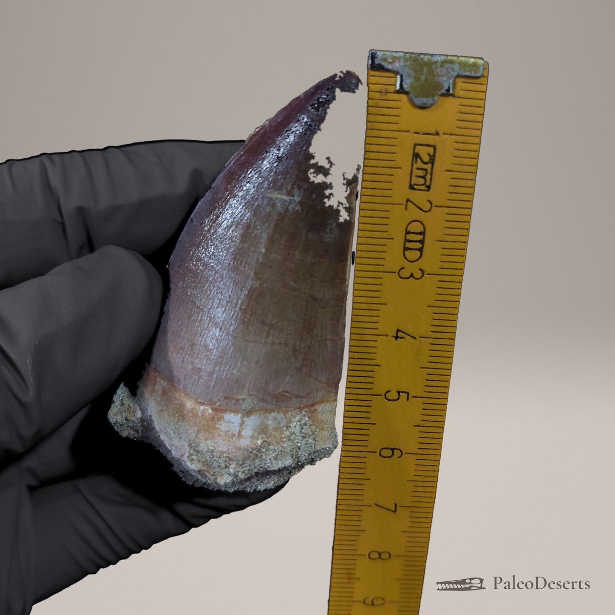Prognathodon Mosasaur Tooth Fossil – 2.4 in (6.1 cm), Oulad Abdoun Basin, Morocco – view 9