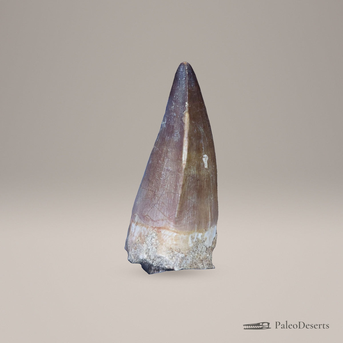 Prognathodon Mosasaur Tooth Fossil – 2.4 in (6.1 cm), Oulad Abdoun Basin, Morocco – view 2
