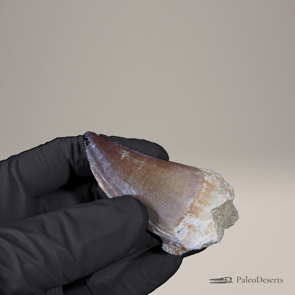 Prognathodon Mosasaur Tooth Fossil – 2.4 in (6.1 cm), Oulad Abdoun Basin, Morocco – view 6