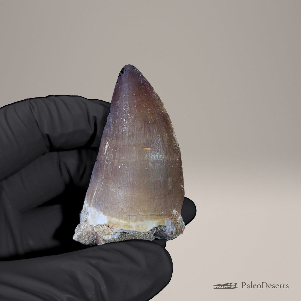 Prognathodon Mosasaur Tooth Fossil – 2.4 in (6.1 cm), Oulad Abdoun Basin, Morocco – view 3