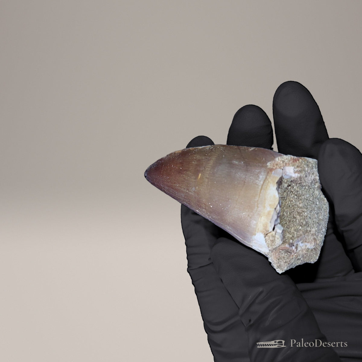 Prognathodon Mosasaur Tooth Fossil – 2.4 in (6.1 cm), Oulad Abdoun Basin, Morocco – view 7
