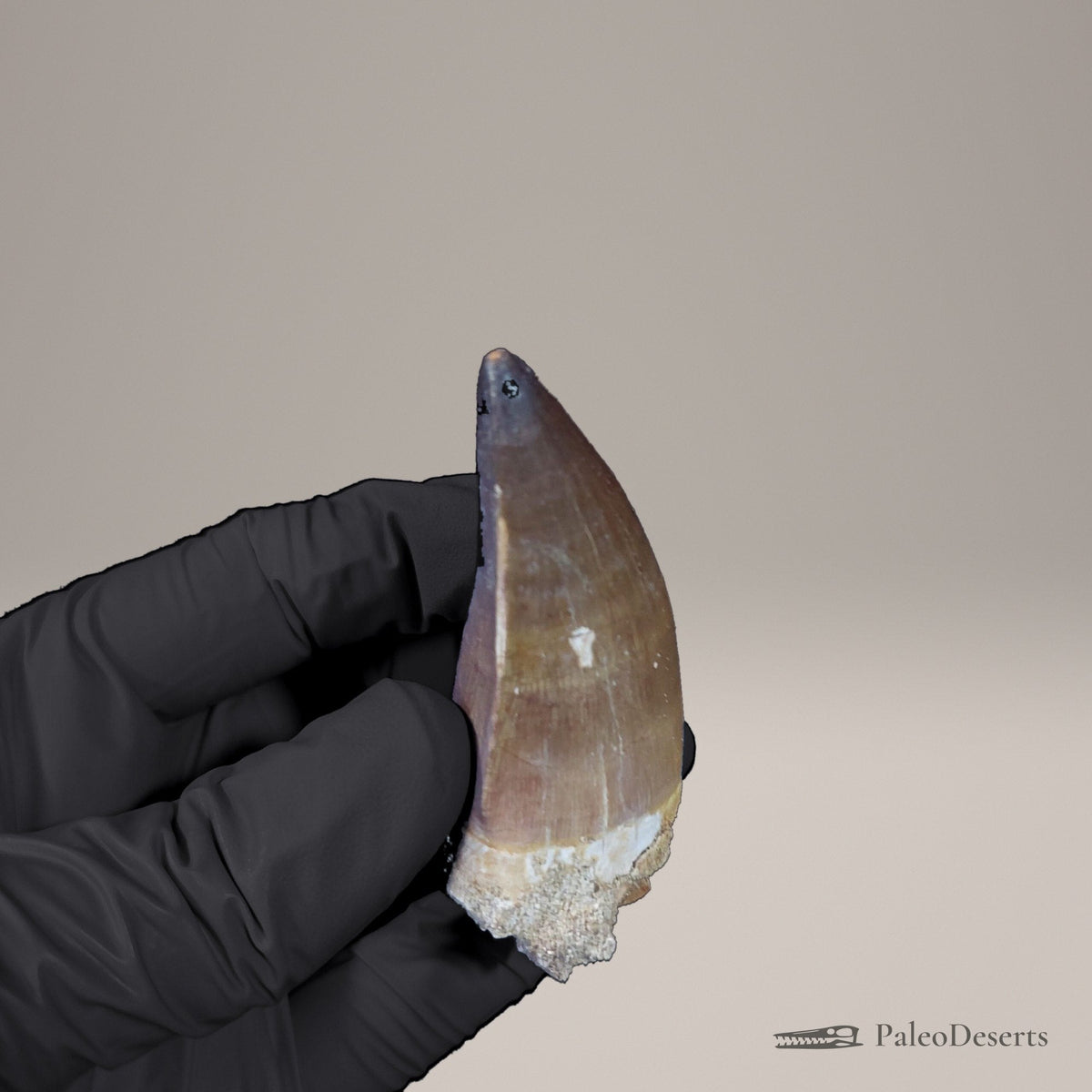 Prognathodon Mosasaur Tooth Fossil – 2.4 in (6.1 cm), Oulad Abdoun Basin, Morocco – view 8