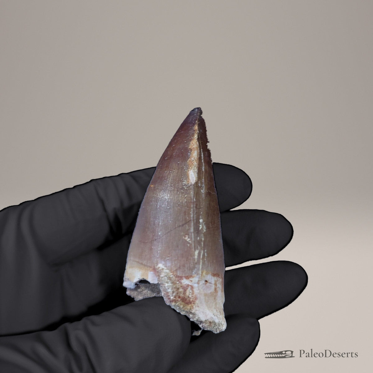 Prognathodon Mosasaur Tooth Fossil – 2.4 in (6.1 cm), Oulad Abdoun Basin, Morocco – view 4