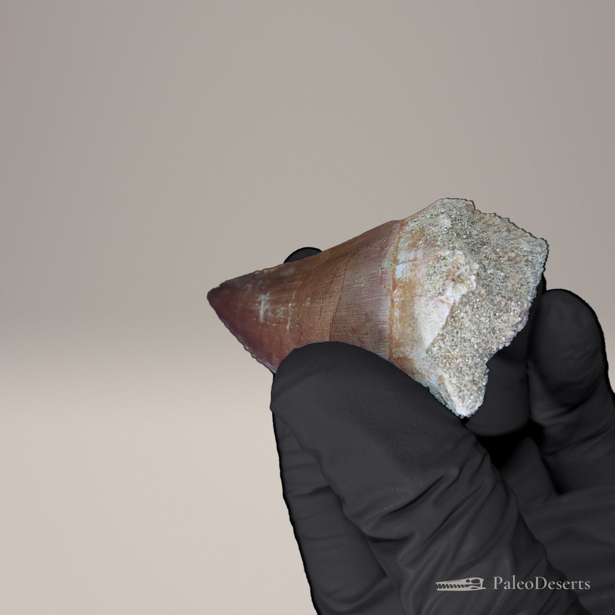 Prognathodon Mosasaur Tooth Fossil – 2.4 in (6.1 cm), Oulad Abdoun Basin, Morocco – view 5