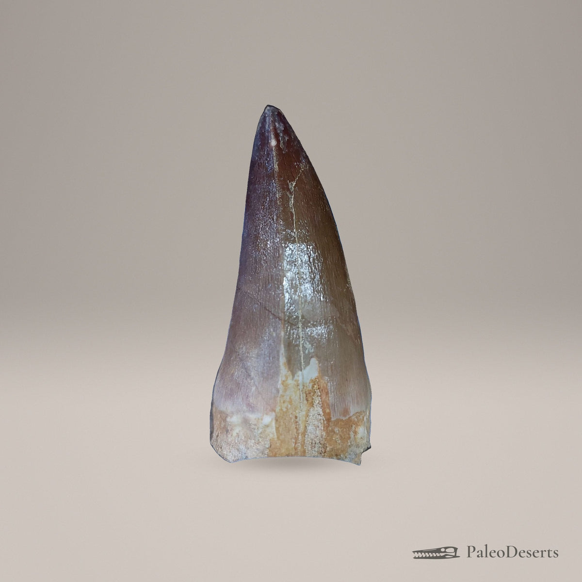 Prognathodon Mosasaur Tooth Fossil – 2.4 in (6.2 cm), Morocco – view 2