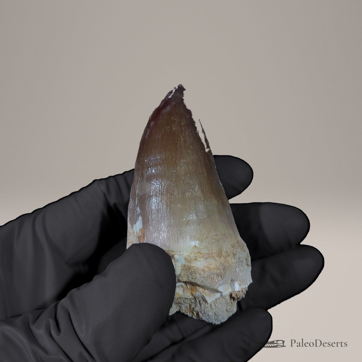Prognathodon Mosasaur Tooth Fossil – 2.4 in (6.2 cm), Morocco – view 6