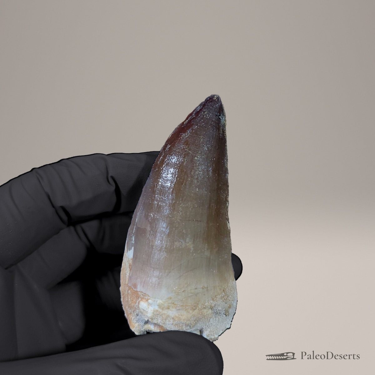 Prognathodon Mosasaur Tooth Fossil – 2.4 in (6.2 cm), Morocco – view 3