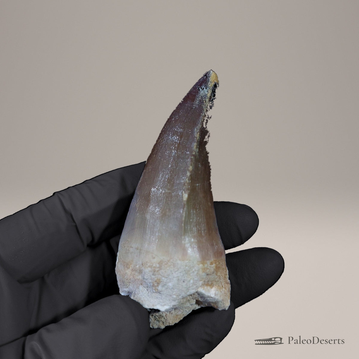 Prognathodon Mosasaur Tooth Fossil – 2.4 in (6.2 cm), Morocco – view 4