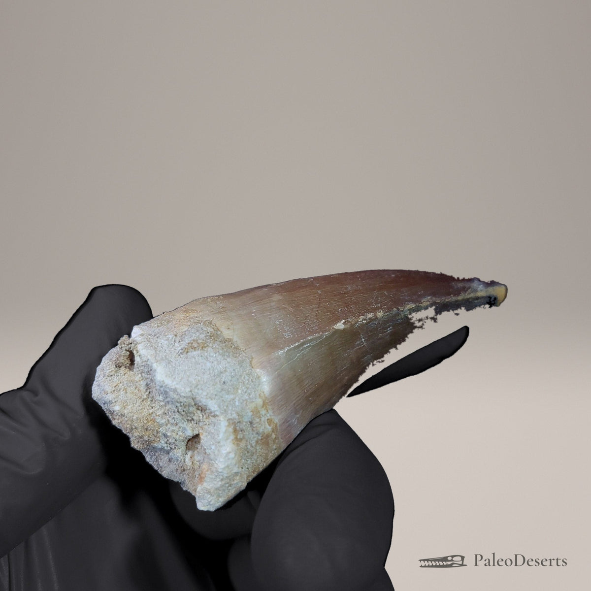 Prognathodon Mosasaur Tooth Fossil – 2.4 in (6.2 cm), Morocco – view 7
