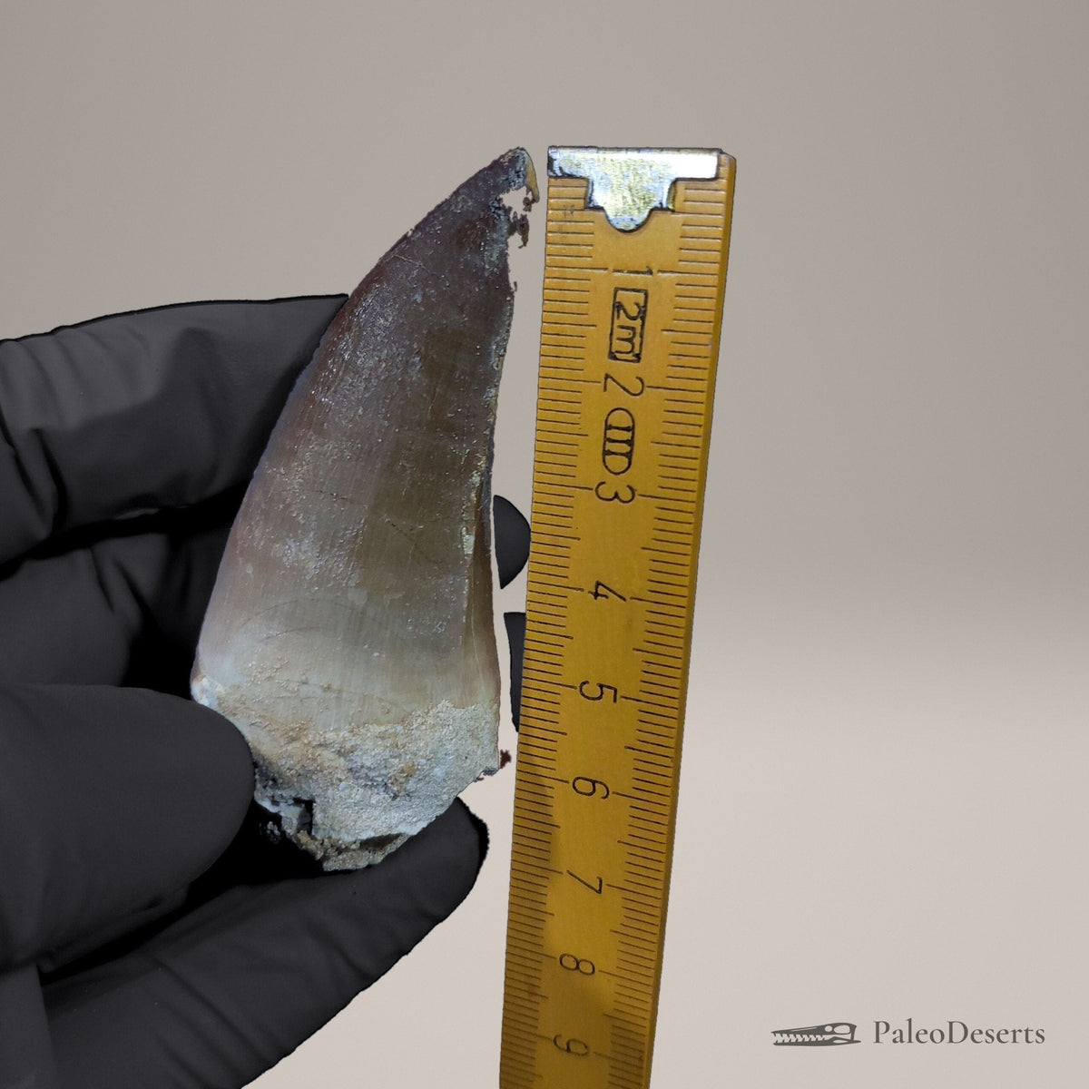 Prognathodon Mosasaur Tooth Fossil – 2.4 in (6.2 cm), Morocco – view 8