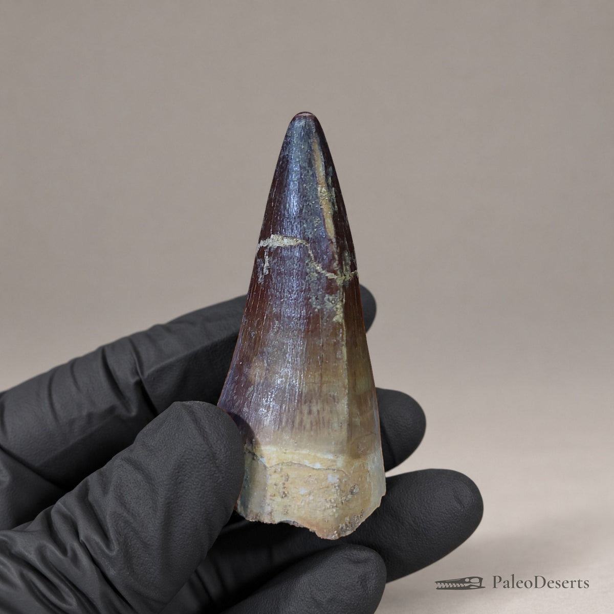 Prognathodon Mosasaur Tooth Fossil – 2.4 in (6.2 cm), Morocco – Specimen M-40
