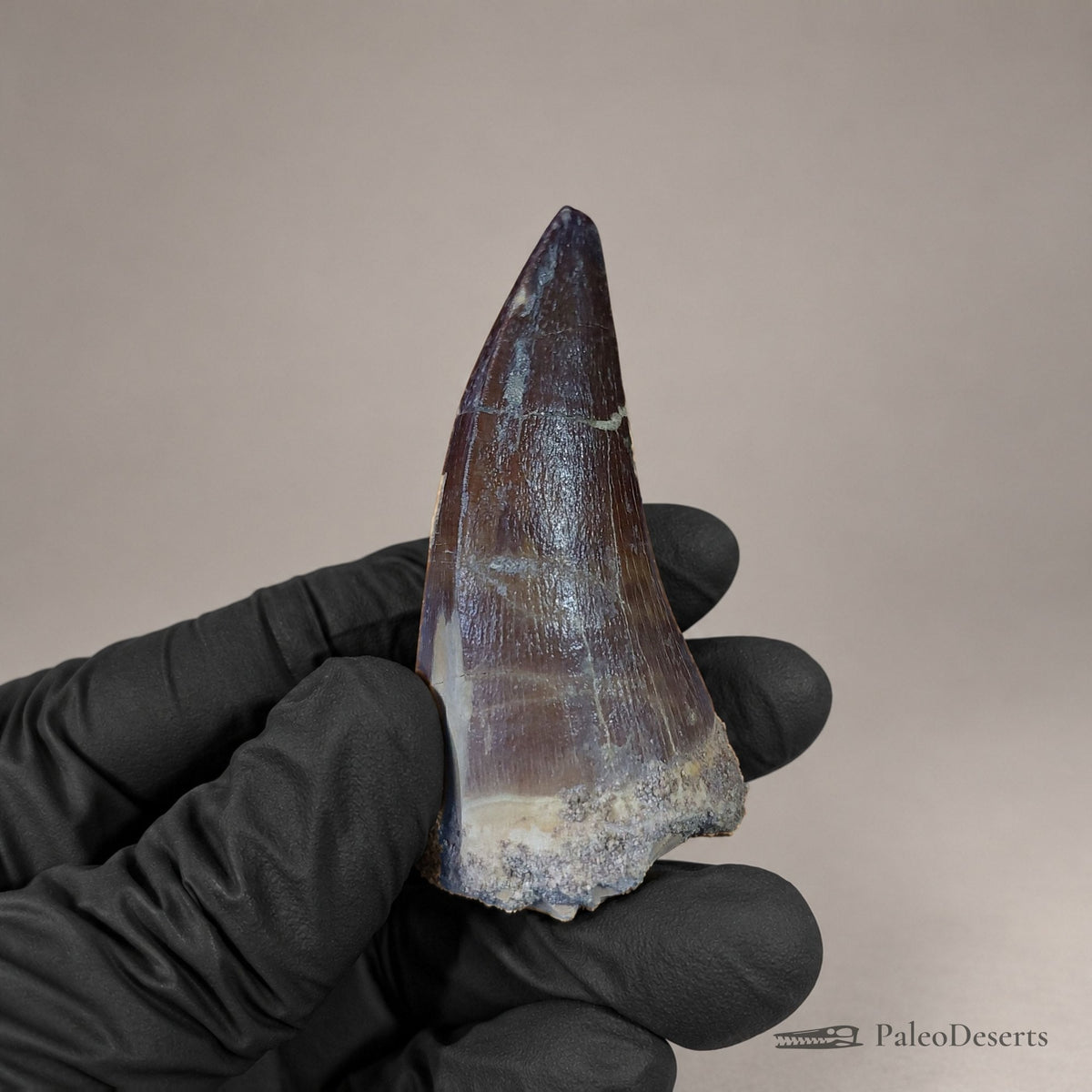 Prognathodon Mosasaur Tooth Fossil – 2.4 in (6.2 cm), Morocco – Specimen M-40 – view 6