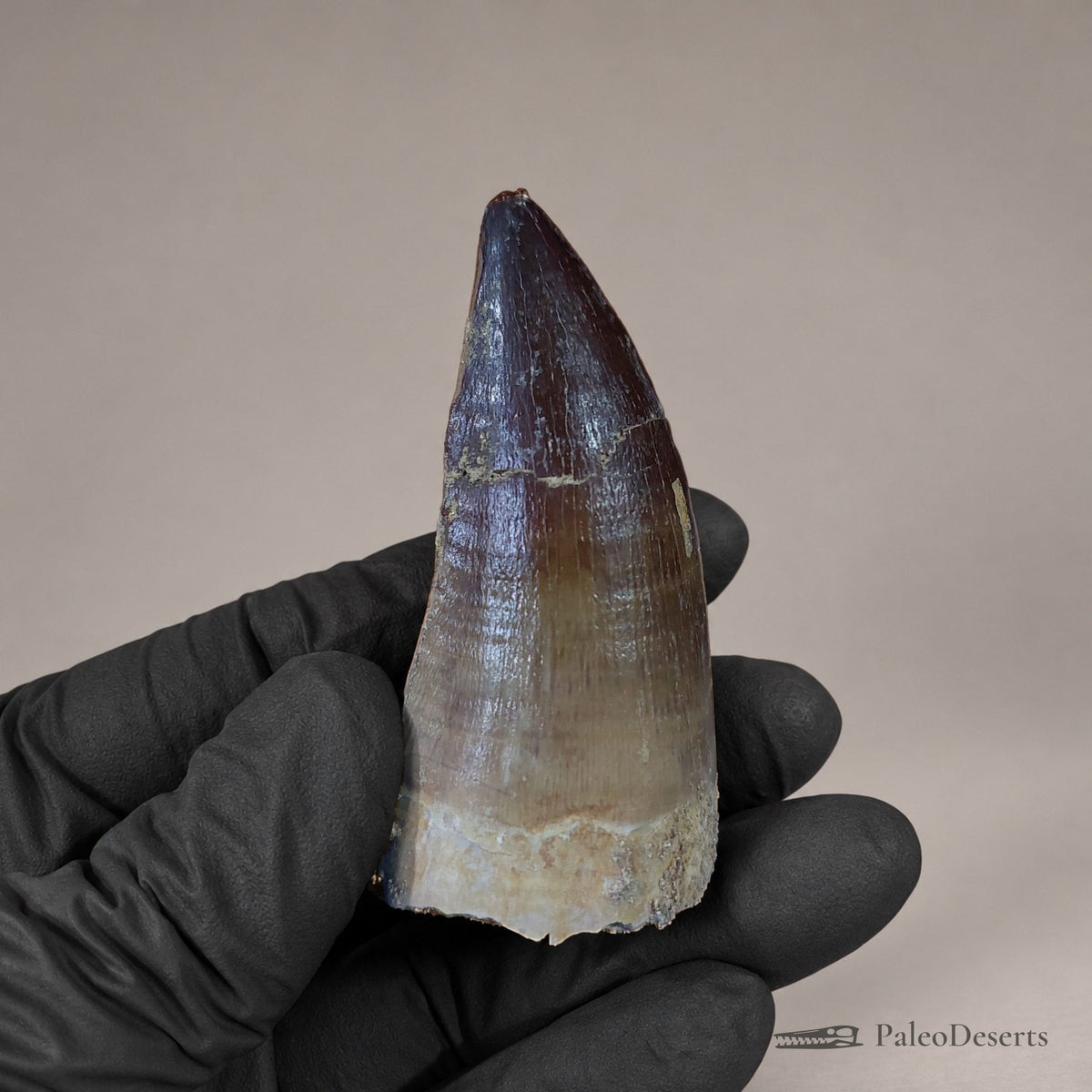 Prognathodon Mosasaur Tooth Fossil – 2.4 in (6.2 cm), Morocco – Specimen M-40 – view 5