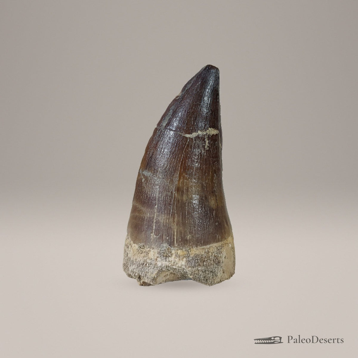 Prognathodon Mosasaur Tooth Fossil – second view