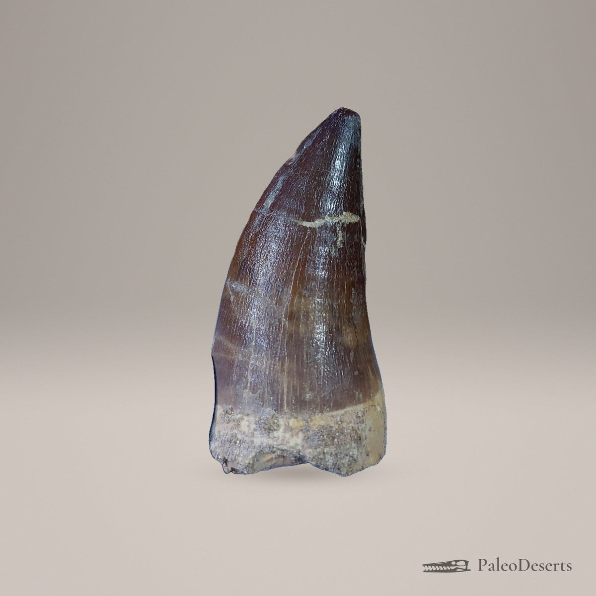 Prognathodon Mosasaur Tooth Fossil – 2.4 in (6.2 cm), Morocco – Specimen M-40 – view 3