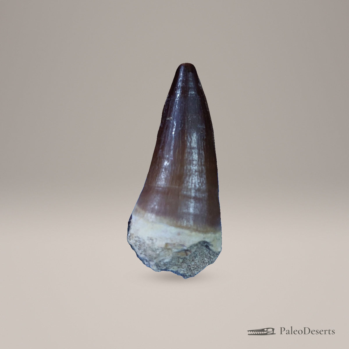 Prognathodon Mosasaur Tooth Fossil – second view