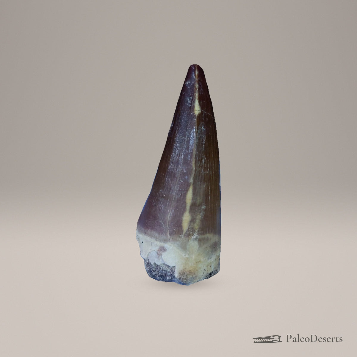 Prognathodon Mosasaur Tooth Fossil – 2.4 in (6.2 cm), Morocco – Specimen M-51 – view 3