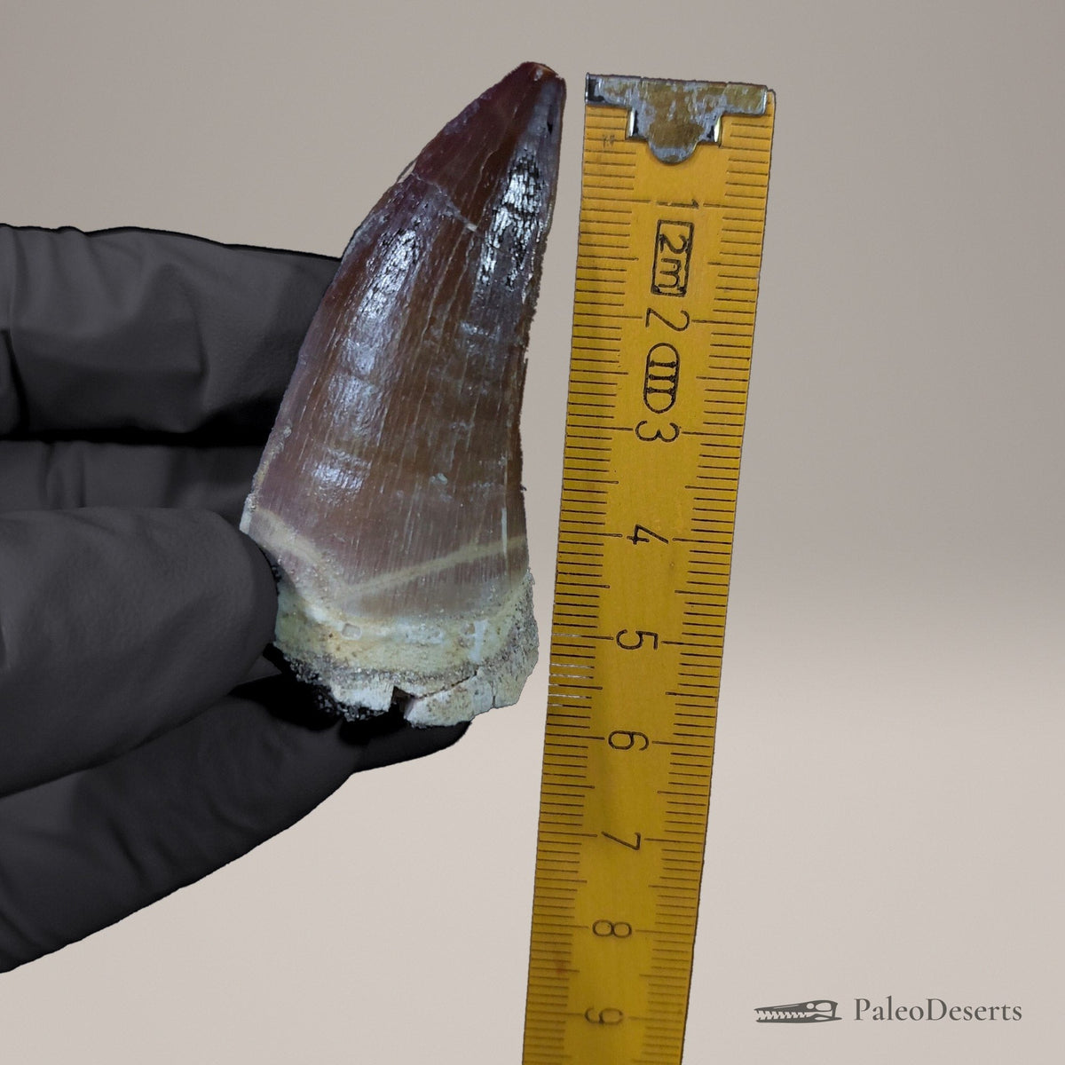 Prognathodon Mosasaur Tooth Fossil – 2.4 in (6.2 cm), Morocco – Specimen M-51 – view 5