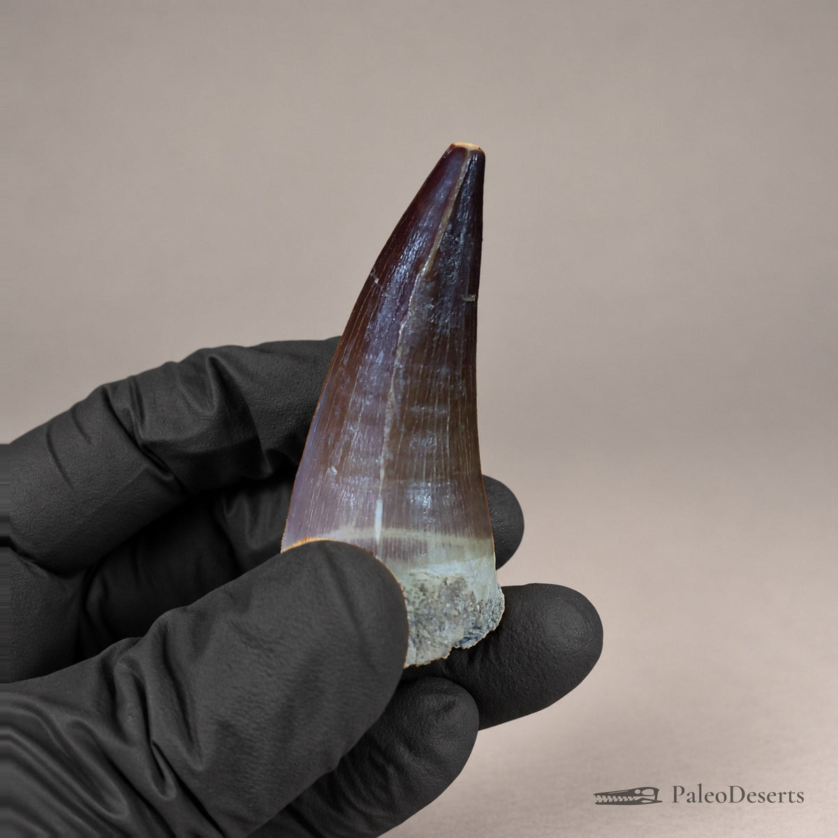 Prognathodon Mosasaur Tooth Fossil – 2.4 in (6.2 cm), Morocco – Specimen M-51 – view 1