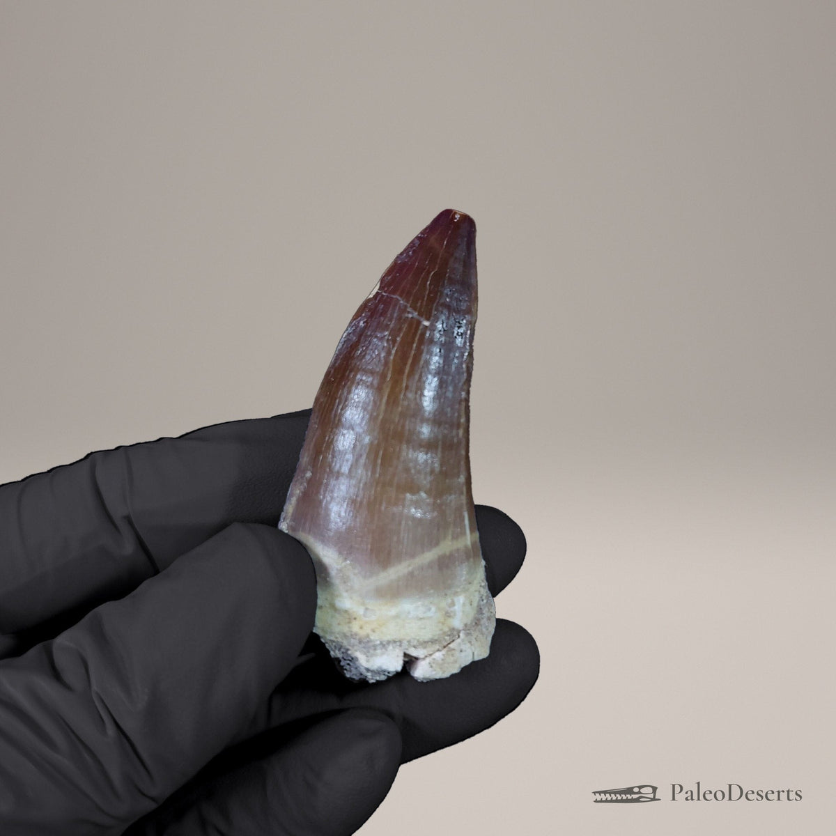 Prognathodon Mosasaur Tooth Fossil – 2.4 in (6.2 cm), Morocco – Specimen M-51 – view 4