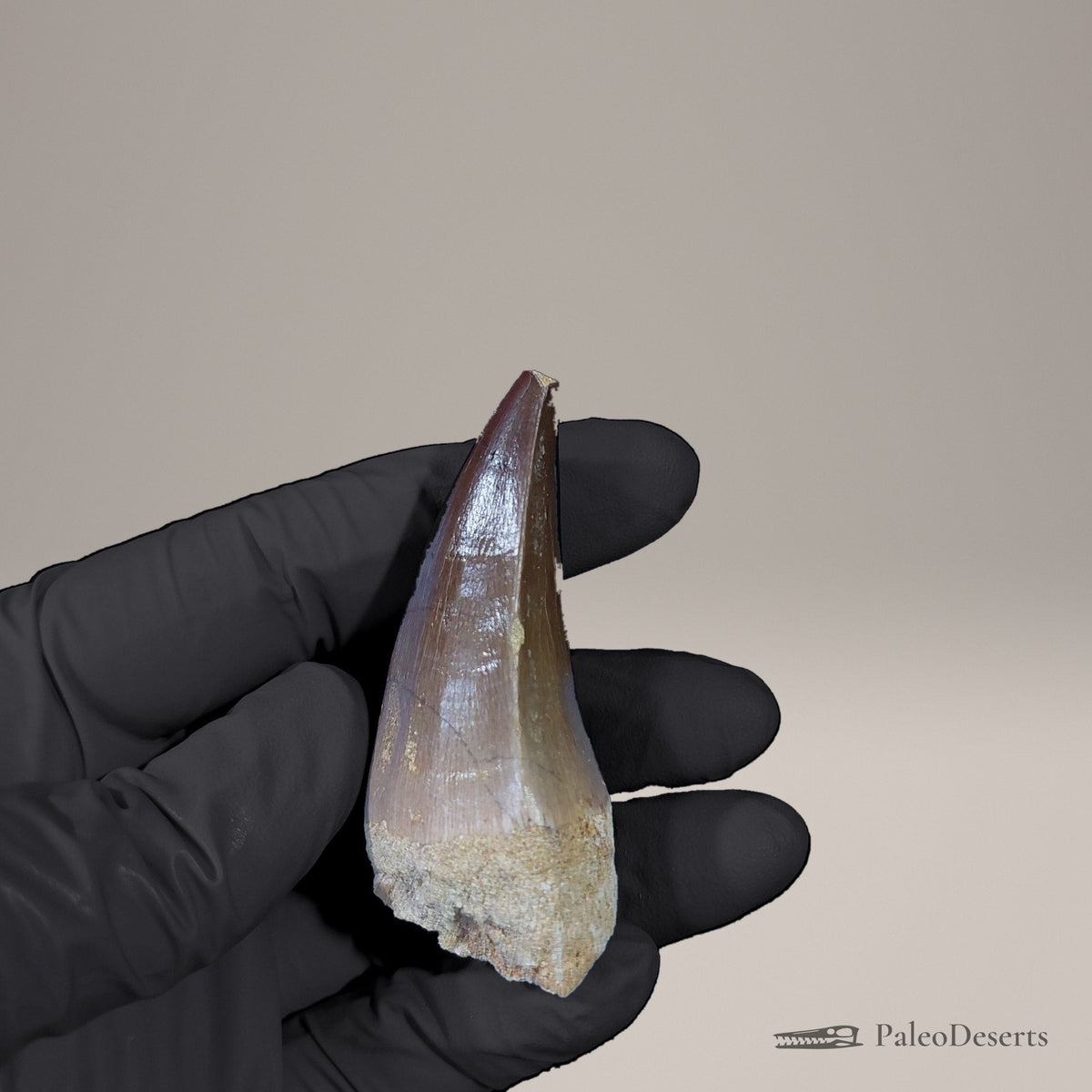 Prognathodon Mosasaur Tooth Fossil – 2.5 in (6.2 cm), Morocco – view 3