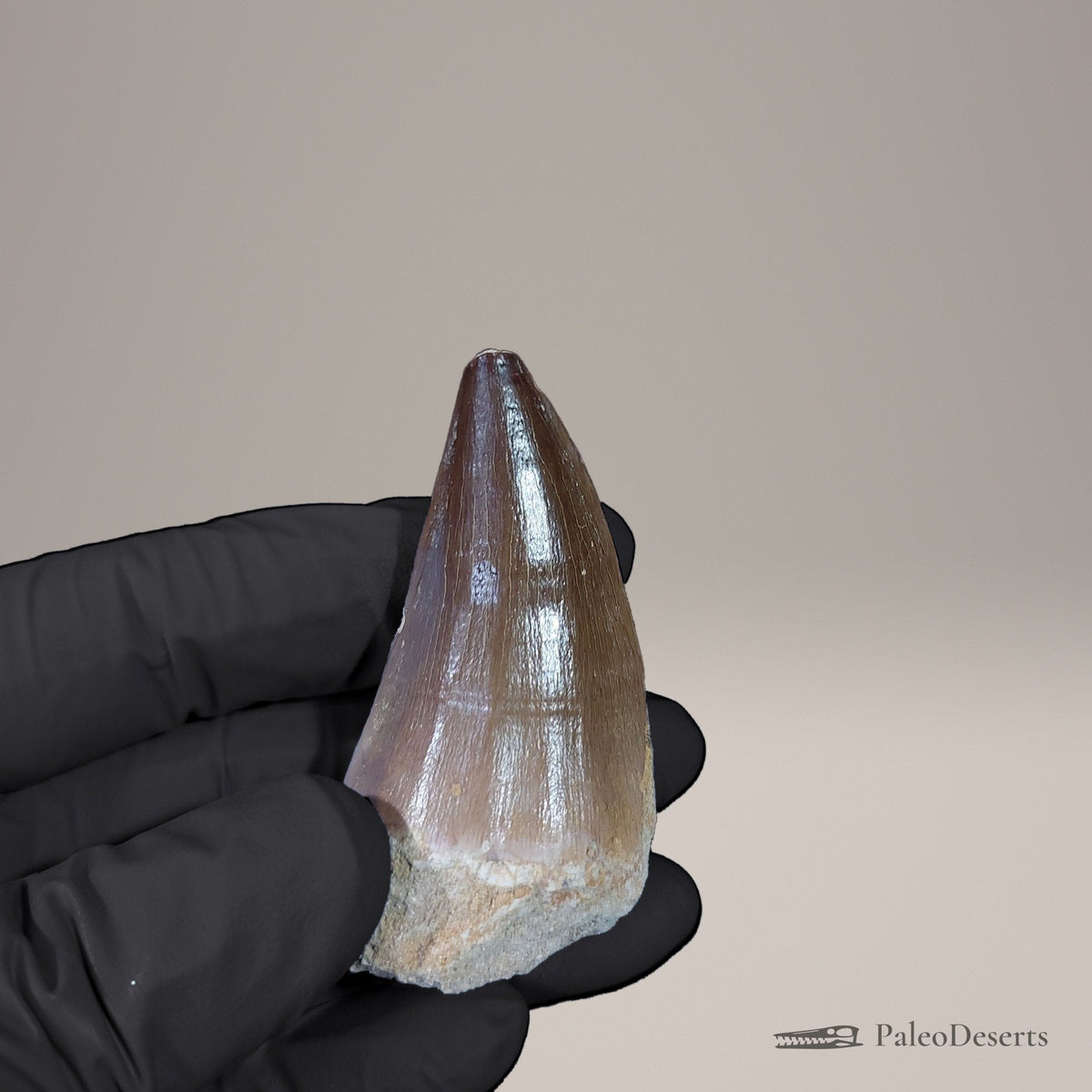 Prognathodon Mosasaur Tooth Fossil – 2.5 in (6.2 cm), Morocco
