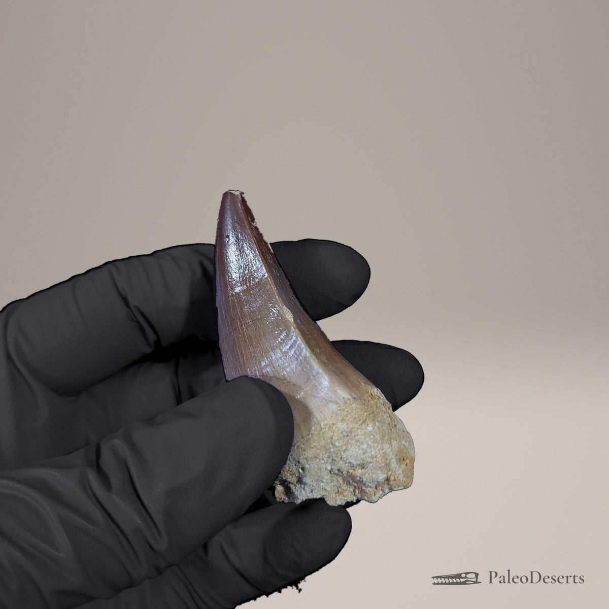 Prognathodon Mosasaur Tooth Fossil – 2.5 in (6.2 cm), Morocco – view 7