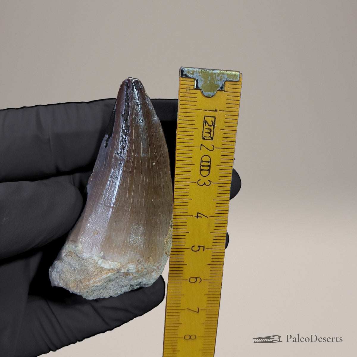 Prognathodon Mosasaur Tooth Fossil – 2.5 in (6.2 cm), Morocco – view 8