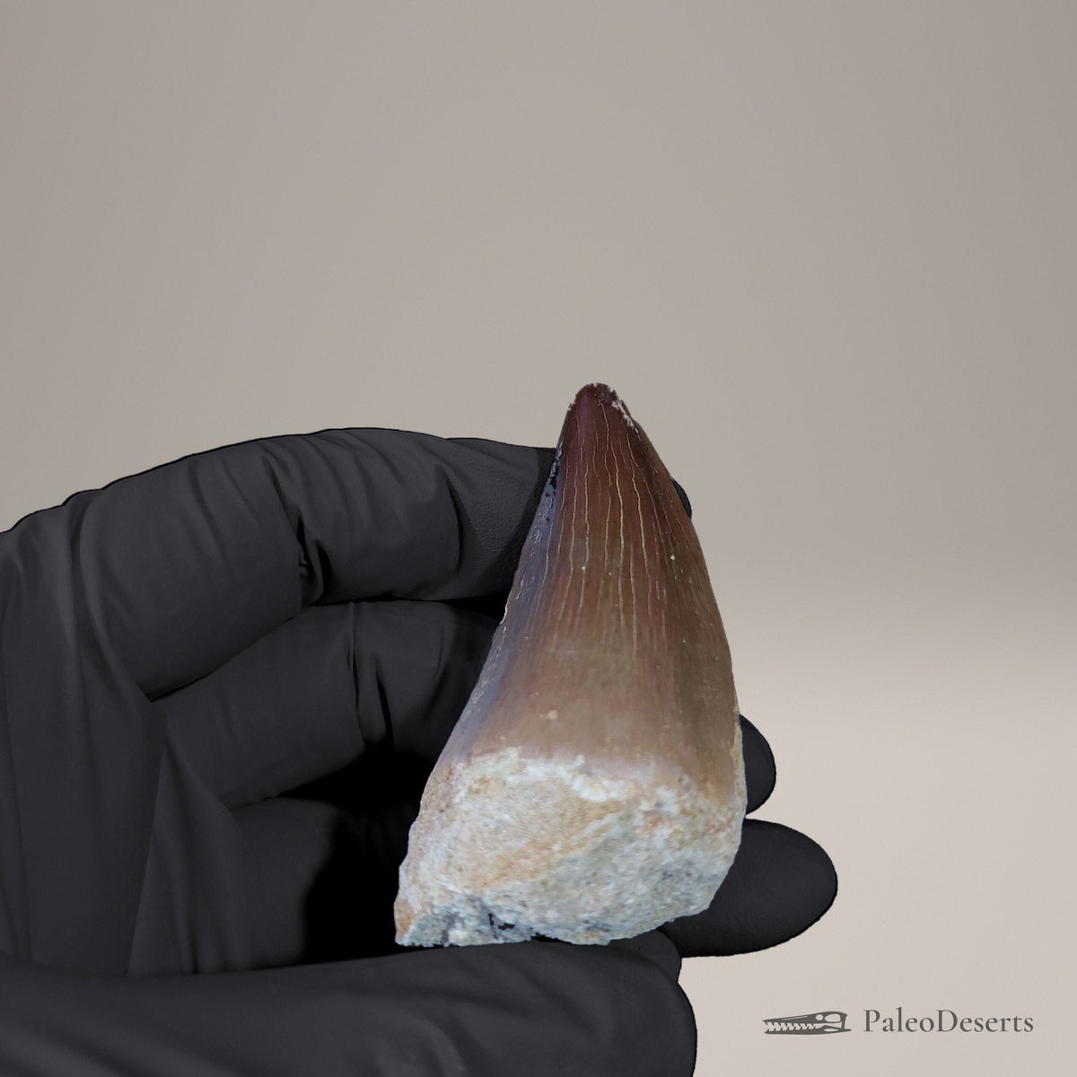 Prognathodon Mosasaur Tooth Fossil – 2.5 in (6.2 cm), Morocco – view 5