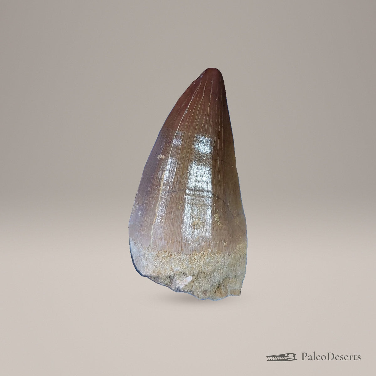 Prognathodon Mosasaur Tooth Fossil – 2.5 in (6.2 cm), Morocco – view 2