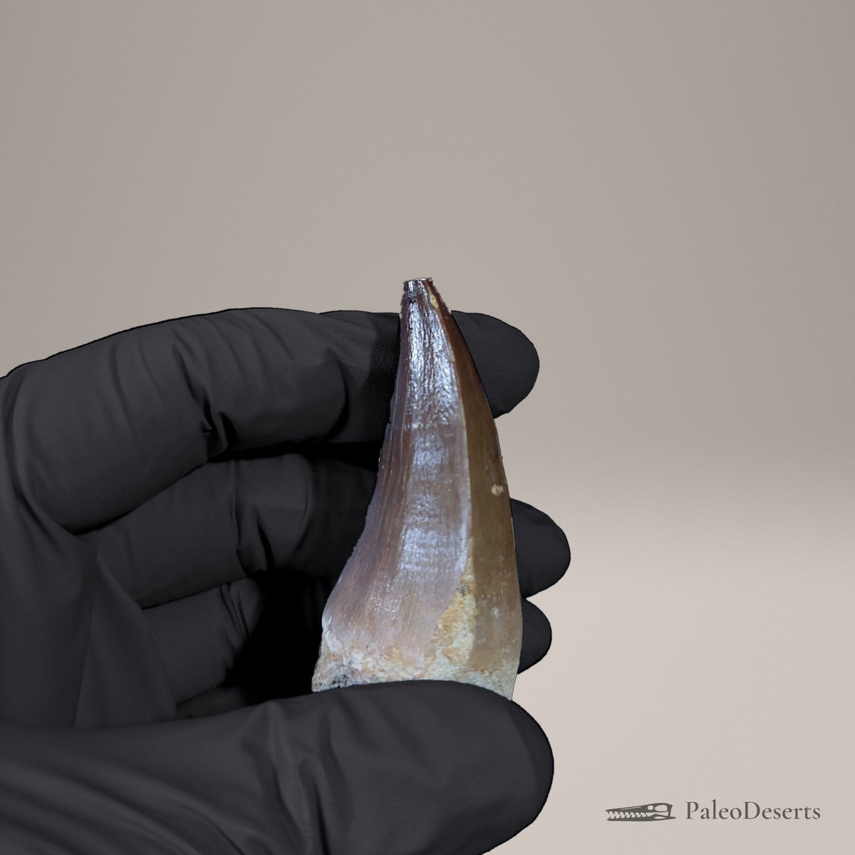 Prognathodon Mosasaur Tooth Fossil – 2.5 in (6.2 cm), Morocco – view 4