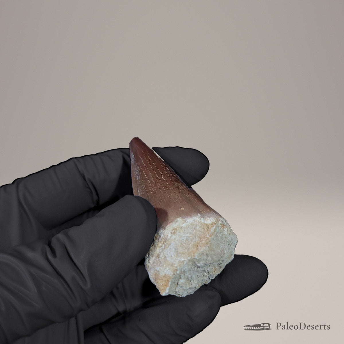 Prognathodon Mosasaur Tooth Fossil – 2.5 in (6.2 cm), Morocco – view 6