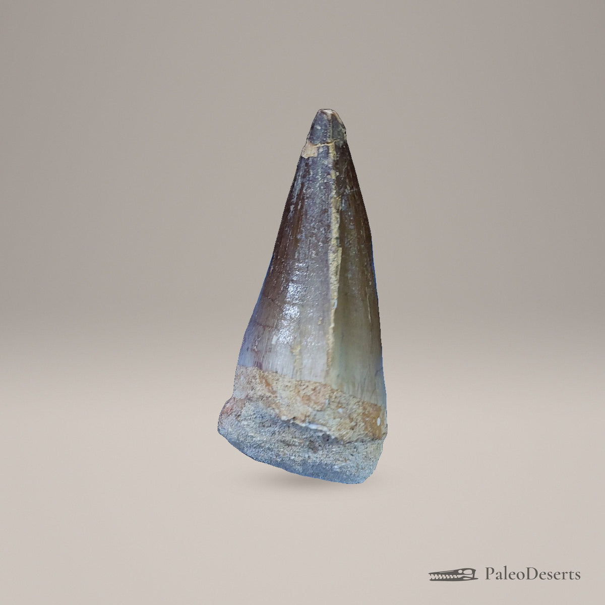 Prognathodon Mosasaur Tooth Fossil – 2.5 in (6.3 cm), Morocco – view 2