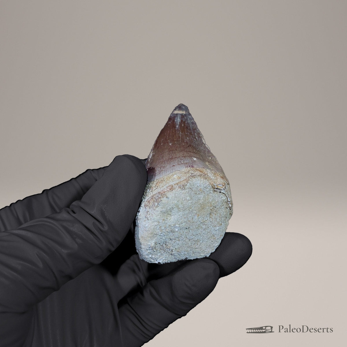 Prognathodon Mosasaur Tooth Fossil
