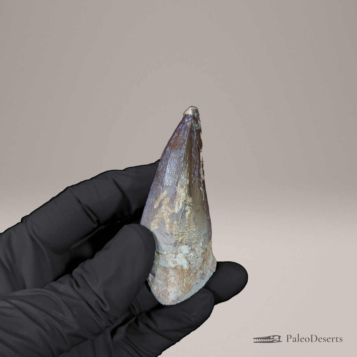 Prognathodon Mosasaur Tooth Fossil – 2.5 in (6.3 cm), Morocco – view 4