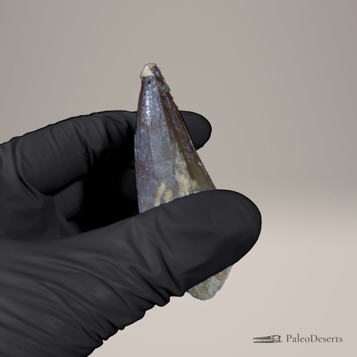 Prognathodon Mosasaur Tooth Fossil – 2.5 in (6.3 cm), Morocco – view 7