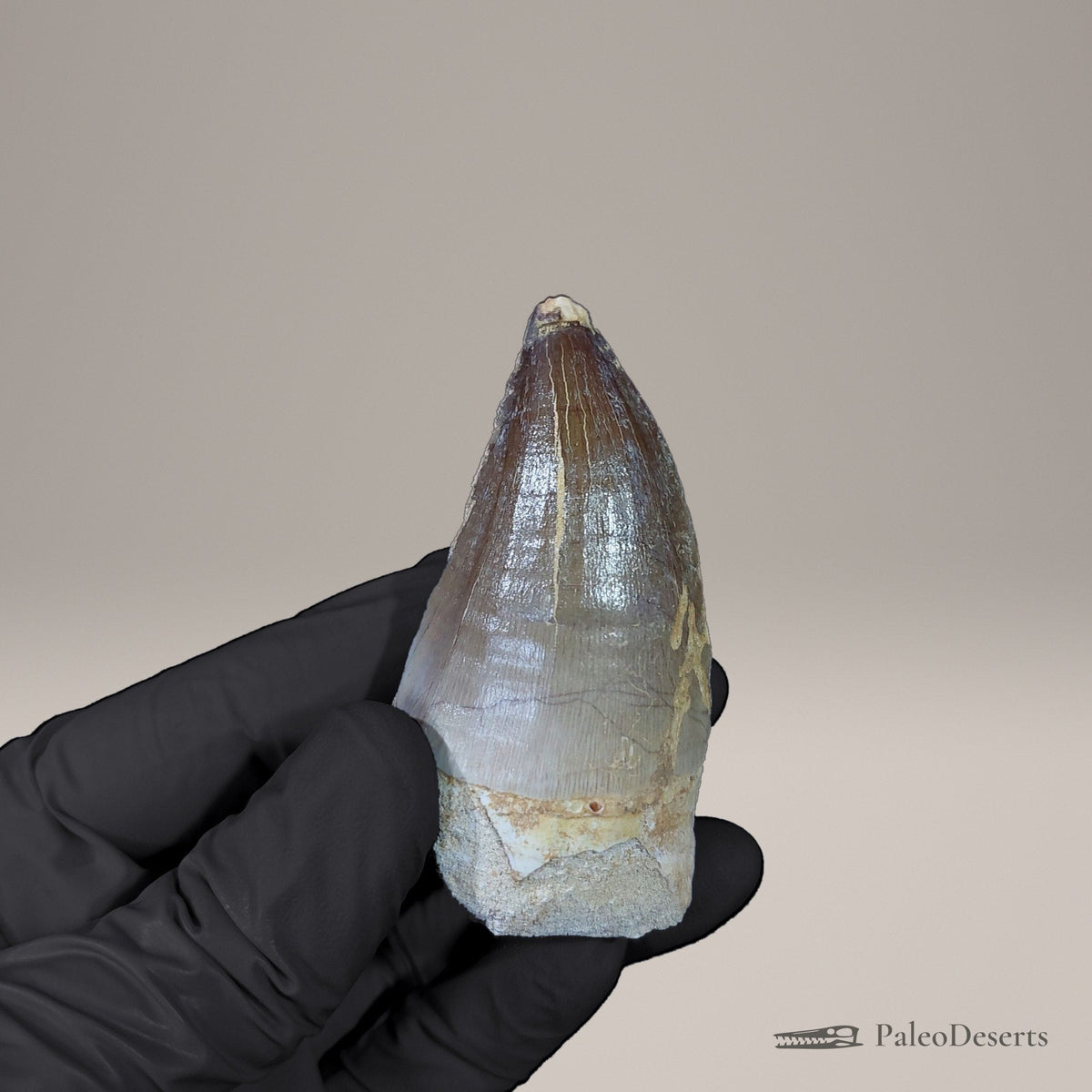 Prognathodon Mosasaur Tooth Fossil – 2.5 in (6.3 cm), Morocco – view 1
