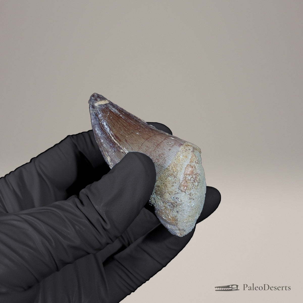 Prognathodon Mosasaur Tooth Fossil – 2.5 in (6.3 cm), Morocco – view 6